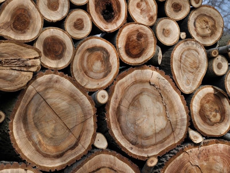 gỗ Walnut còn gọi là gỗ óc chó