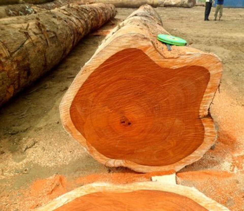 tính chất đặc trưng của gỗ thông đỏ