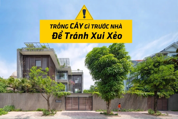 Những Cây Kiêng Kị Trồng Trong Nhà Và Trước Cửa