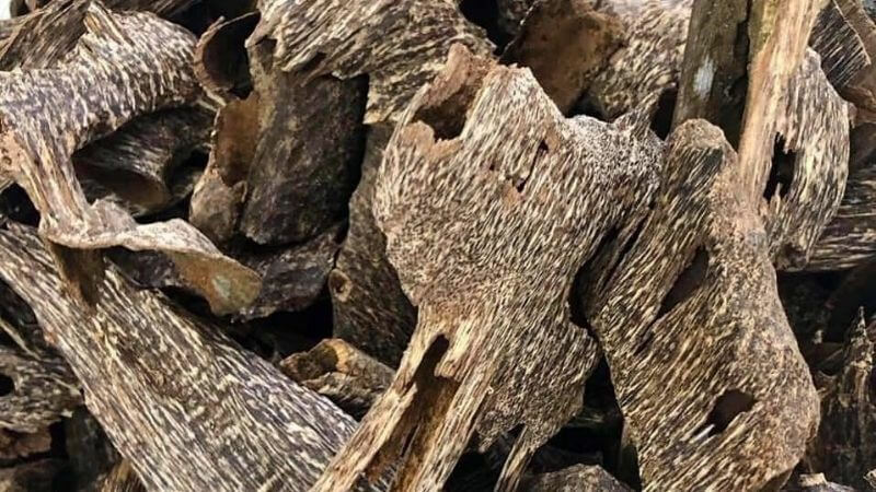 gỗ trầm hương là loại gỗ quý hiếm của châu á
